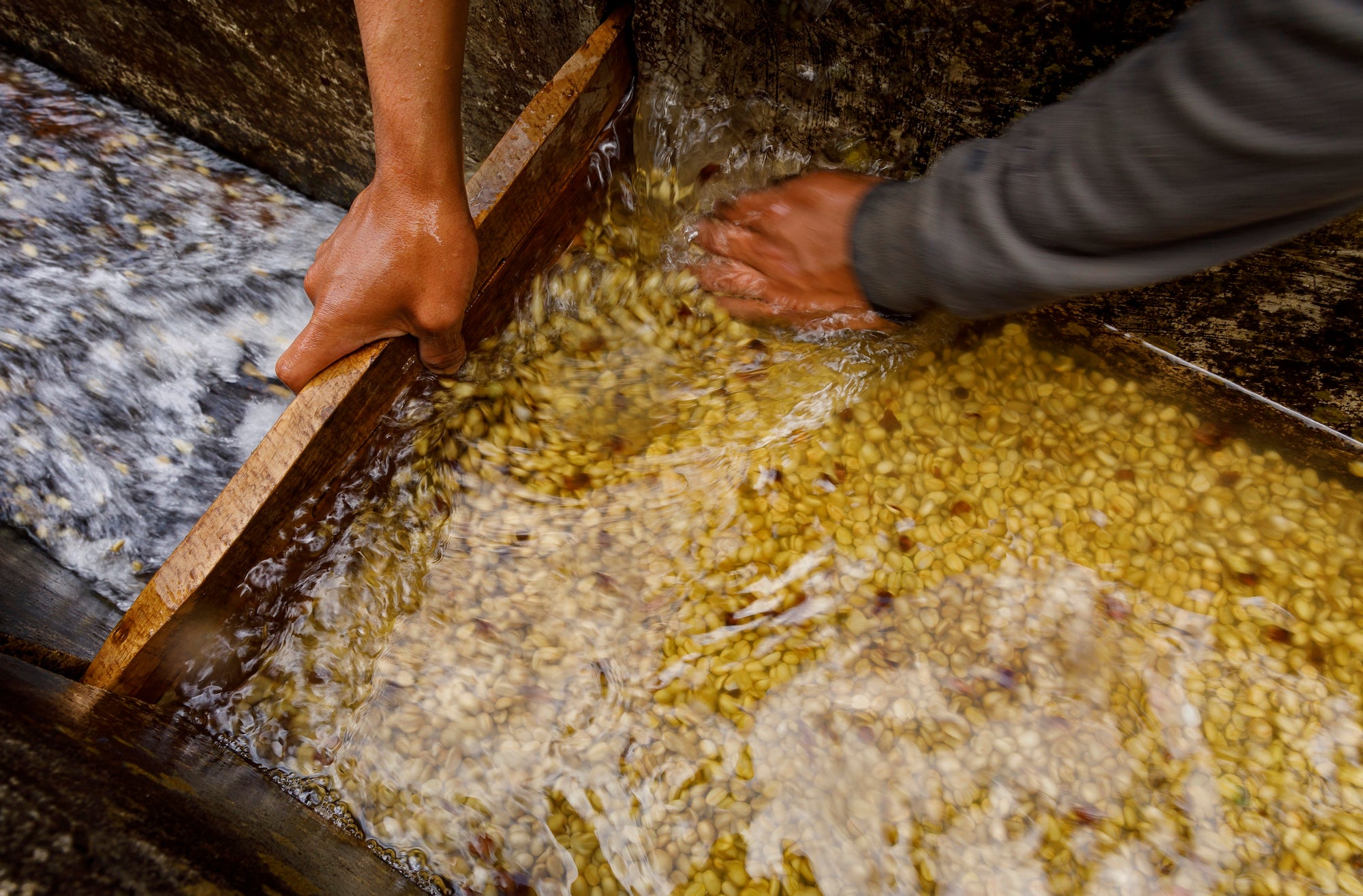Hands in a washing channel with parchment coffee